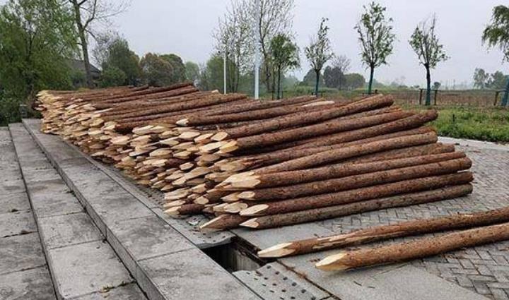 杉木樁為什么這么受歡迎？杉木樁有哪些優(yōu)點和缺點？