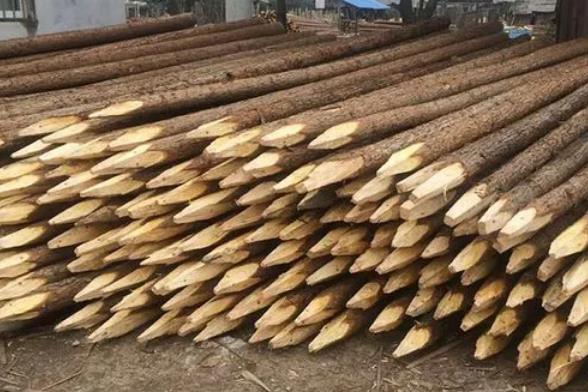 松木樁為什么要削尖，松木樁削尖技巧